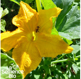 Fleur de COURGETTE Verte des Maraîchers - La Semence Bio