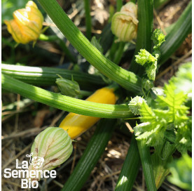 Jeune plant de COURGETTE jaune - La Semence Bio