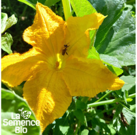 Fleur de COURGETTE jaune - La Semence Bio