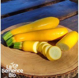 Récolte de COURGETTE jaune - La Semence Bio