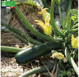 Photo de COURGETTE Black Beauty - La Semence Bio