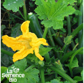 Plant à maturité de COURGETTE Black Beauty - La Semence Bio