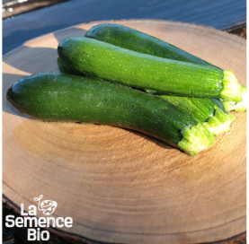 Récolte de COURGETTE Black Beauty - La Semence Bio