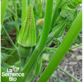 Jeune plant de COURGETTE de Nice à fruit rond - La Semence Bio