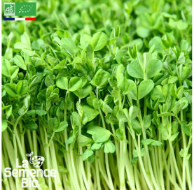 Photo de CRESSON alénois - La Semence Bio