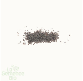 Graines de CRESSON alénois - La Semence Bio