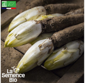 Photo d'ENDIVE demi-hâtive de Hollande - La Semence Bio