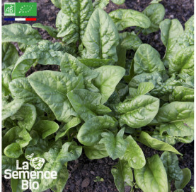 Photo d'ÉPINARD Matador - La Semence Bio