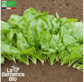 Photo d'ÉPINARD Butterflay - La Semence Bio