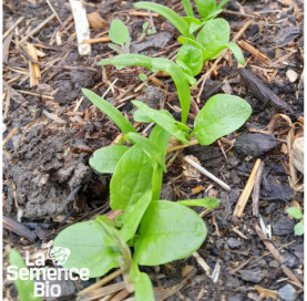 Premières pousses d'ÉPINARD Butterflay - La Semence Bio