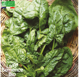 Photo d'ÉPINARD America - La Semence Bio