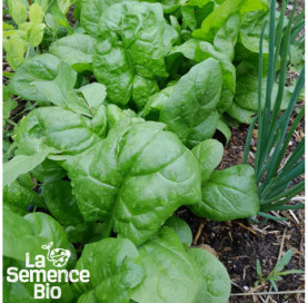 Plant à maturité d'ÉPINARD America - La Semence Bio