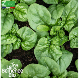 Photo d'ÉPINARD Géant d'Hiver - La Semence Bio