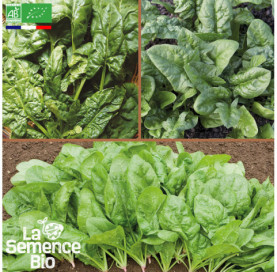Photo d'ÉPINARDS en mélange - La Semence Bio
