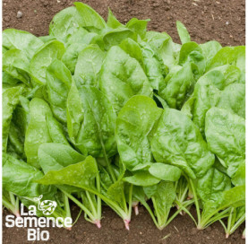 Plant à maturité d'ÉPINARDS en mélange - La Semence Bio