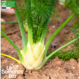 Photo de FENOUIL Zefa Fino - La Semence Bio