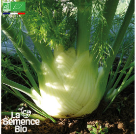 Photo de FENOUIL Perfection - La Semence Bio