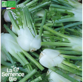 Photo de FENOUIL Romanesco - La Semence Bio