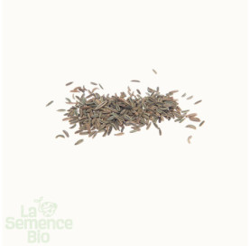 Graines de FENOUIL Romanesco - La Semence Bio