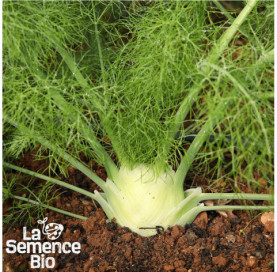 Plant à maturité de FENOUIL Romanesco - La Semence Bio