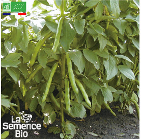 Photo de FÈVE Express Eleonora - La Semence Bio