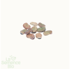 Graines de FÈVE Express Eleonora - La Semence Bio