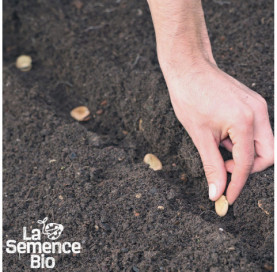 Semis de FÈVE Express Eleonora - La Semence Bio