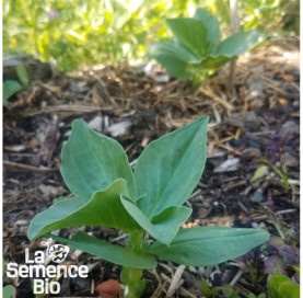 Premières pousses de FÈVE Express Eleonora - La Semence Bio