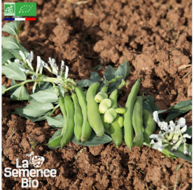 Photo de FÈVE Super d'Aguadulce - La Semence Bio