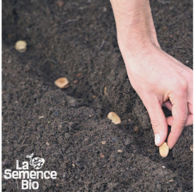 Semis de FÈVE Super d'Aguadulce - La Semence Bio