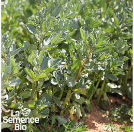 Jeune plant de FÈVE Super d'Aguadulce - La Semence Bio