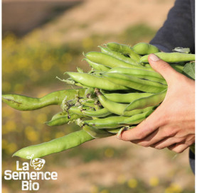 Récolte de FÈVE Super d'Aguadulce - La Semence Bio