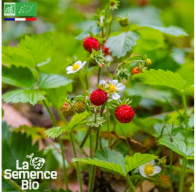 Photo de FRAISE DES BOIS Reine des Vallées - La Semence Bio