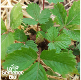 Jeune plant de FRAISE DES BOIS Reine des Vallées - La Semence Bio