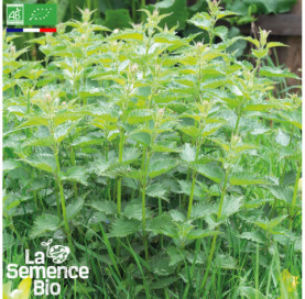 Photo de GRANDE ORTIE  - La Semence Bio