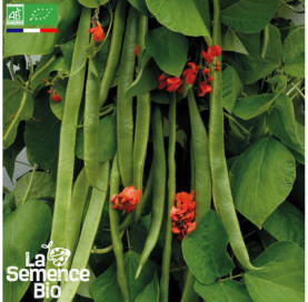 Photo de HARICOT vert plat à rame - La Semence Bio