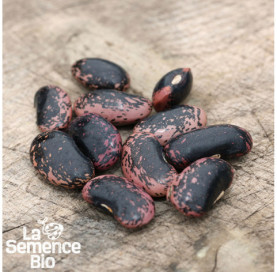 Graines de HARICOT vert plat à rame - La Semence Bio