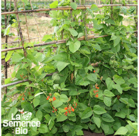 Jeune plant de HARICOT vert plat à rame - La Semence Bio