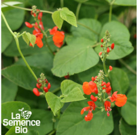 Fleur de HARICOT vert plat à rame - La Semence Bio
