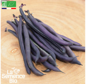 Photo de HARICOT nain Purple queen - La Semence Bio