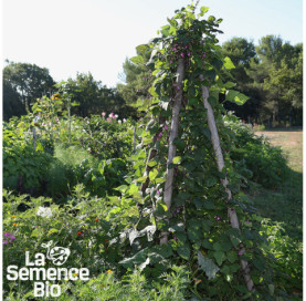 Plant à maturité de HARICOT nain Purple queen - La Semence Bio