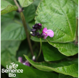 Fleur de HARICOT nain Purple queen - La Semence Bio