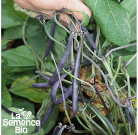Gros plan de HARICOT nain Purple queen - La Semence Bio