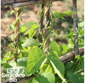 Jeune plant de HARICOT vert à rame Cobra - La Semence Bio
