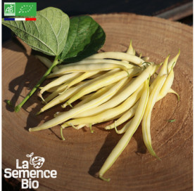 Photo de HARICOT beurre nain Dior - La Semence Bio