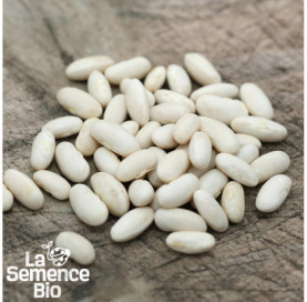 Graines de HARICOT beurre nain Dior - La Semence Bio