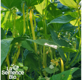 Plant à maturité de HARICOT beurre nain Dior - La Semence Bio