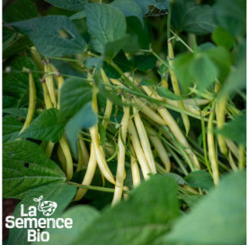 Plant à maturité de HARICOT beurre nain Dior - La Semence Bio