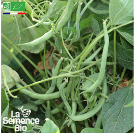 Photo de HARICOT vert nain Contender - La Semence Bio