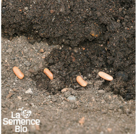 Semis de HARICOT vert nain Contender - La Semence Bio